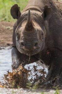 Rhinos: Killing & Corruption