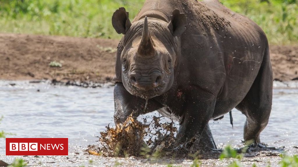 Rhinos: Killing & Corruption