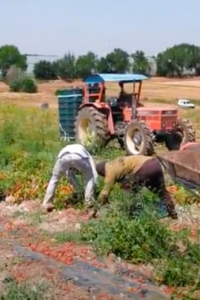 Tomatoes and greed – the exodus of Ghana’s farmers