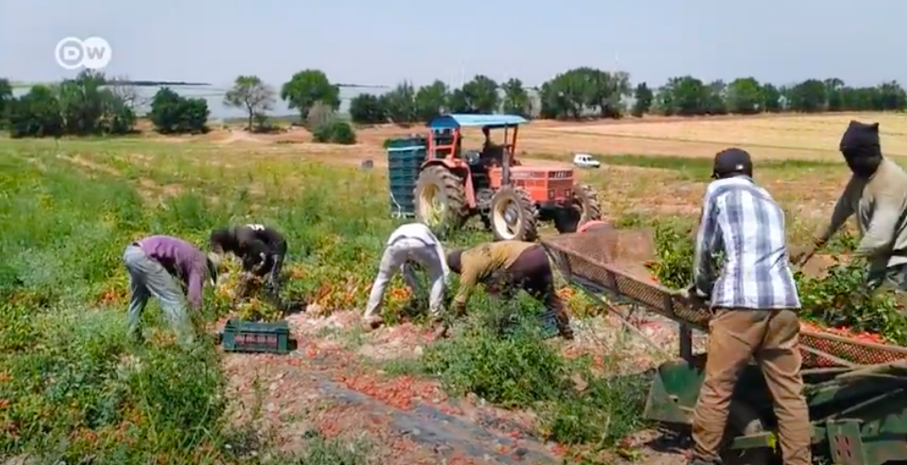 Tomatoes and greed – the exodus of Ghana’s farmers