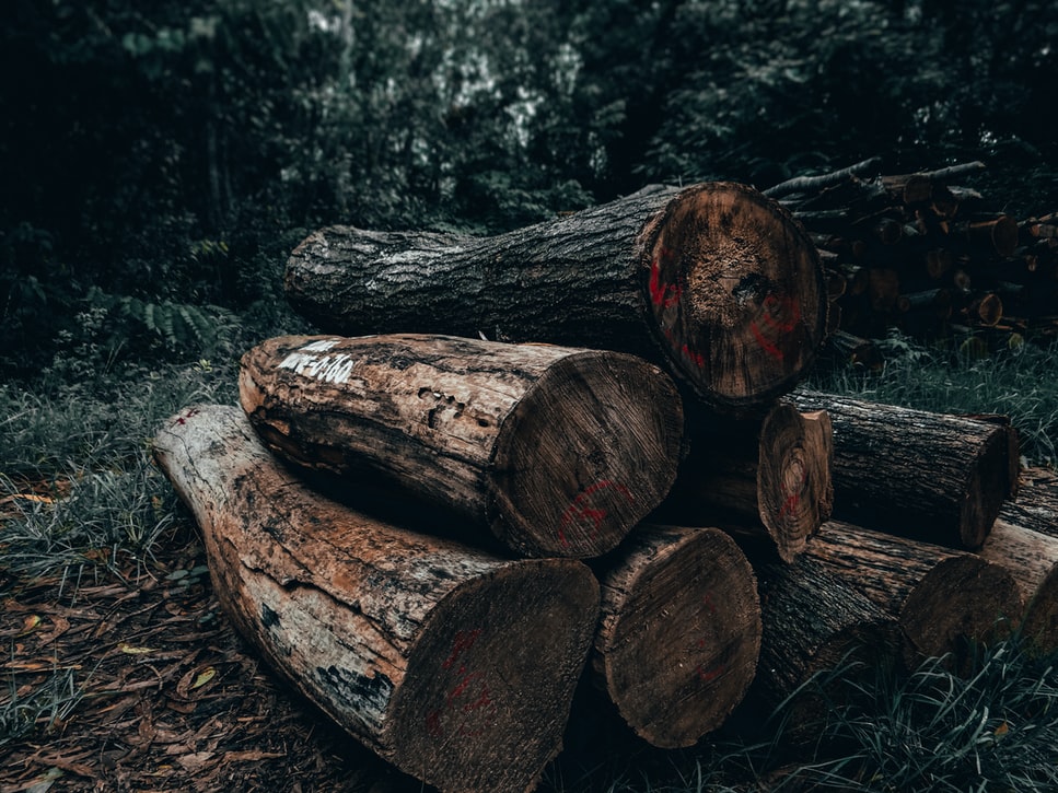 The Trees That Bleed: How rosewood is smuggled from Senegal into Gambia