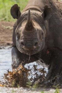 Filmtip: Rhinos: Killing & Corruption