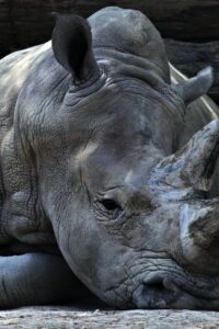 Big Game, Big Money: Inside the illegal wildlife trade