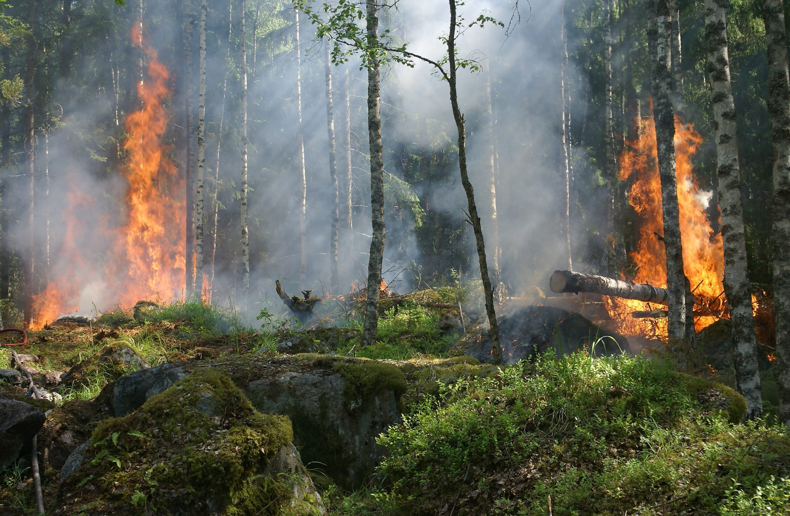 Filmtip:  Illegal Logging: The Problem